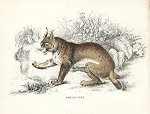 Bildersaal: Eurasian lynx, Lynx lynx