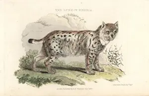 Landseer: Eurasian lynx, Lynx lynx