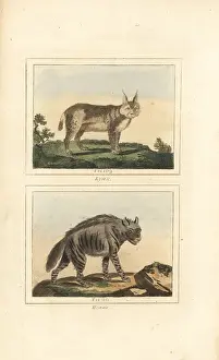Quadrupeds: Eurasian lynx and striped hyena