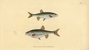 Minnow: Eurasian minnow, Phoxinus phoxinus