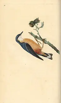 Europaea: Eurasian nuthatch, Sitta europaea, on a hazelnut tree