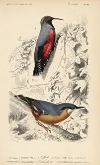 Dorbigny: Eurasian nuthatch, Sitta europaea, and wallcreeper