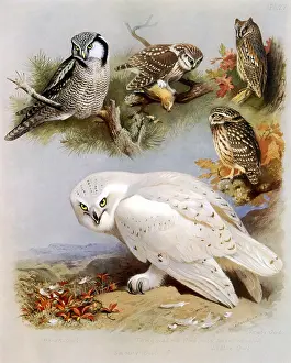 Archibald: Eurasian Owls