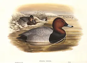 Mats: Eurasian Pochard