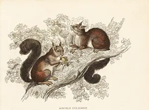 Bildersaal: Eurasian red squirrel, Sciurus vulgaris