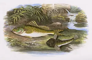 Thumb: Eurasian Ruffe and Miller's Thumb
