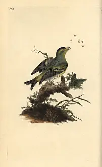 Carduelis: Eurasian siskin, Carduelis spinus