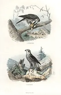 Sparrowhawk: Eurasian sparrowhawk and northern goshawk