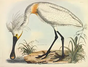 Threskiornithidae: Eurasian Spoonbill