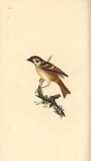 Montanus: Eurasian tree sparrow, Passer montanus