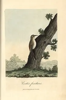 Certhia: Eurasian treecreeper, Certhia familiaris