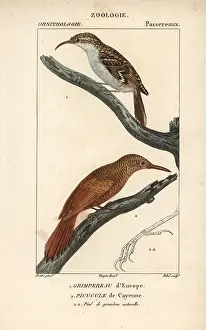 Certhia: Eurasian treecreeper, Certhia familiaris, and