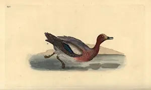 1794 1819: Eurasian wigeon, Anas penelope