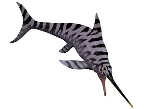 Caudal: Eurhinosaurus, an extinct genus of ichthyosaur