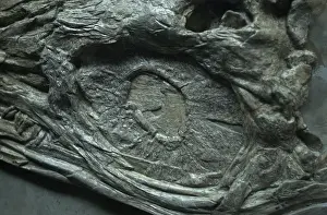 Eurhinosaurus: Eurhinosaurus longirostris, ichthyosaur