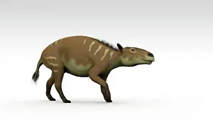 Equine: Eurohippus, an extinct genus of equid ungulate, white ?