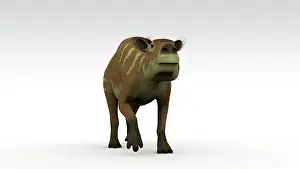 Equine: Eurohippus, an extinct genus of equid ungulate, white ?