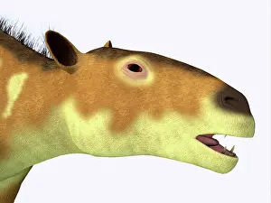 Pony: Eurohippus horse, headshot