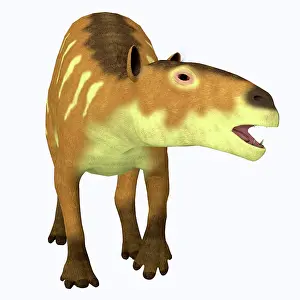 Pony: Eurohippus horse, front view