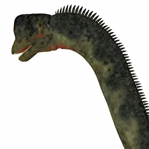 Europasaurus: Europasaurus dinosaur head