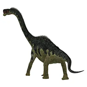 Europasaurus: Europasaurus dinosaur, rear view