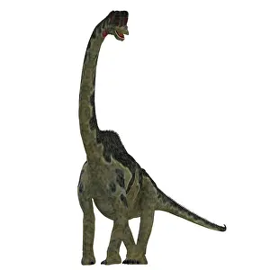 Europasaurus: Europasaurus dinosaur on white background
