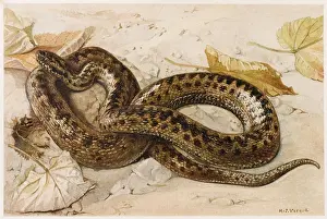 Adder: EUROPEAN ADDER