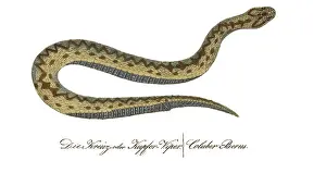 Hahn: European Adder