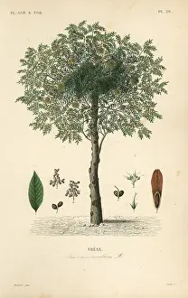 Oudet: European ash tree, Fraxinus excelsior