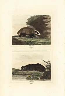 Barrs Buffon: European badger and Eurasian otter