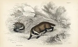 Taxus: European badger, Meles meles