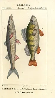 Europaea: European barracuda and perch