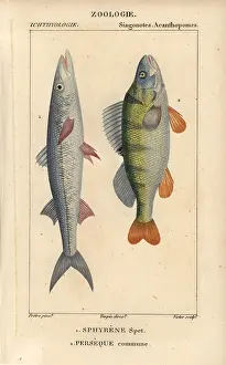Perca: European barracuda or spit fish, Sphyraena