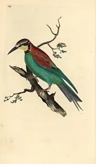 Merops: European bee-eater, Merops apiaster