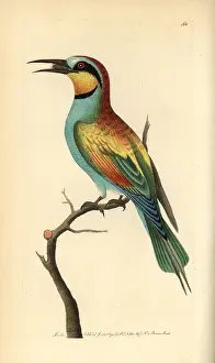 Merops: European bee-eater, Merops apiaster