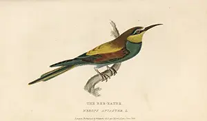 Merops: European bee-eater, Merops apiaster