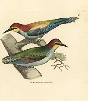 Merops: European bee-eater, Merops apiaster