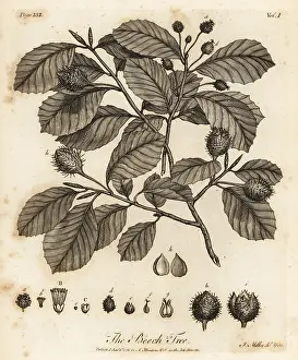 Catkin: European beech or common beech, Fagus sylvatica