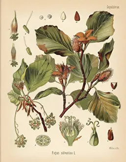 Kohler: European beech tree, Fagus sylvatica
