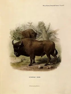 Melon: European Bison, Bison bonasus