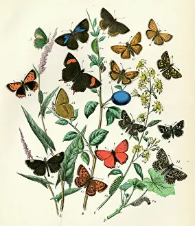 Skipper: EUROPEAN BUTTERFLIES