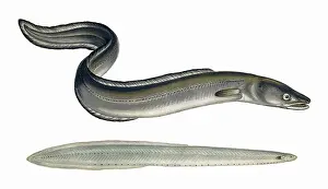 Conger: European Conger and Morris