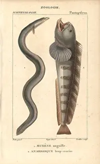 1816 1830: European eel, Anguilla anguilla, critically
