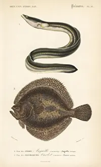 Turbot: European eel, critically endangered, and turbot