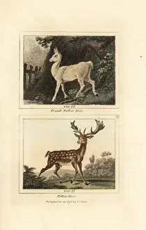 Barrs Buffon: European fallow deer, Dama dama