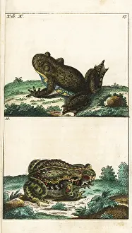 Wilhelms: European fire-bellied toad and natterjack toad