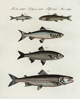 Bertuch: European freshwater fish