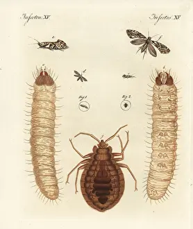 Lectularius: European grain moth and common bed bug