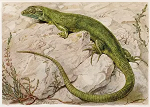 Lizards: EUROPEAN GREEN LIZARD