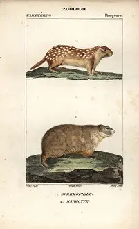 Jean Francois: European ground squirrel, Spermophilus citellus